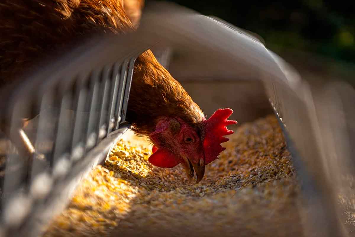 Atak-S Tavuk Yetiştiriciliği Hakkında Bilinmesi Gerekenler 2021 Atak-S Tavuk  Fiyatları